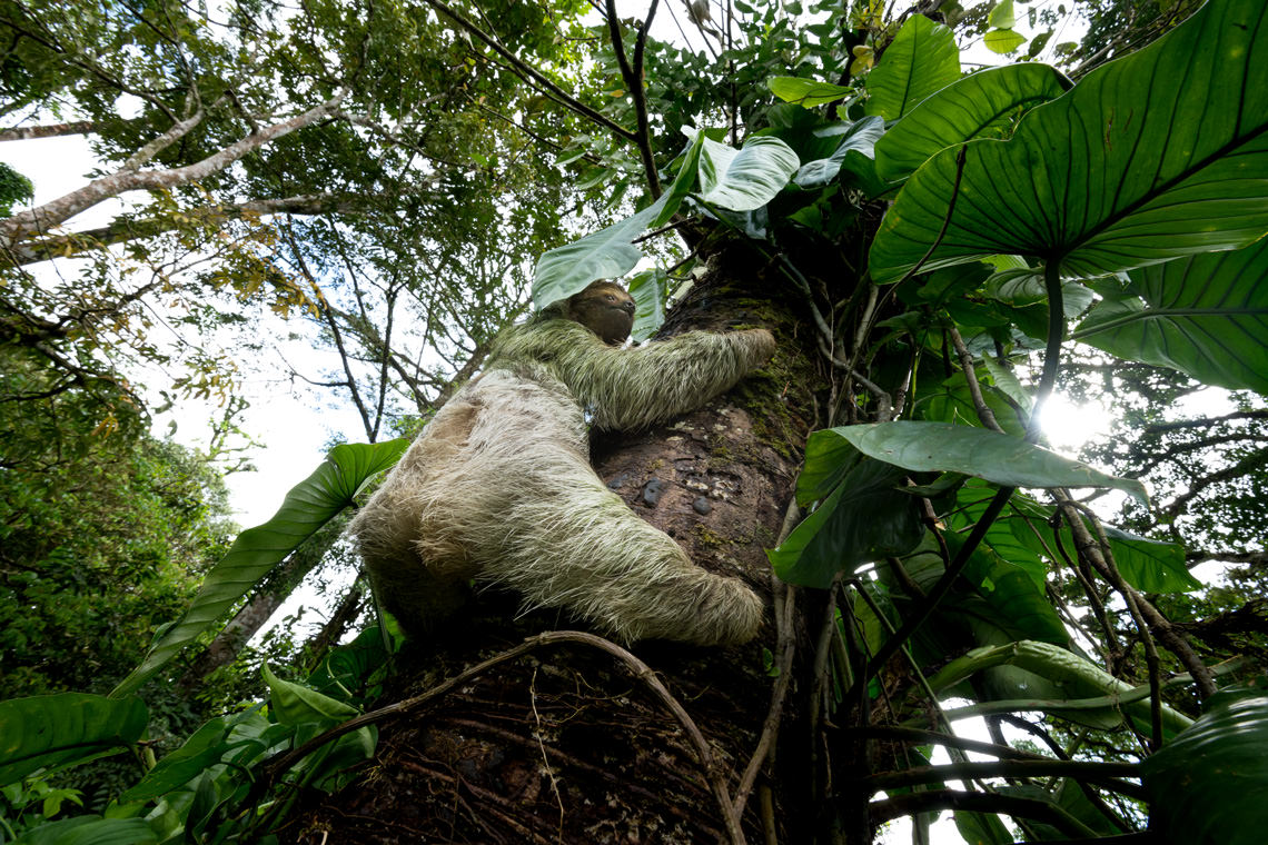 木に登るナマケモノ