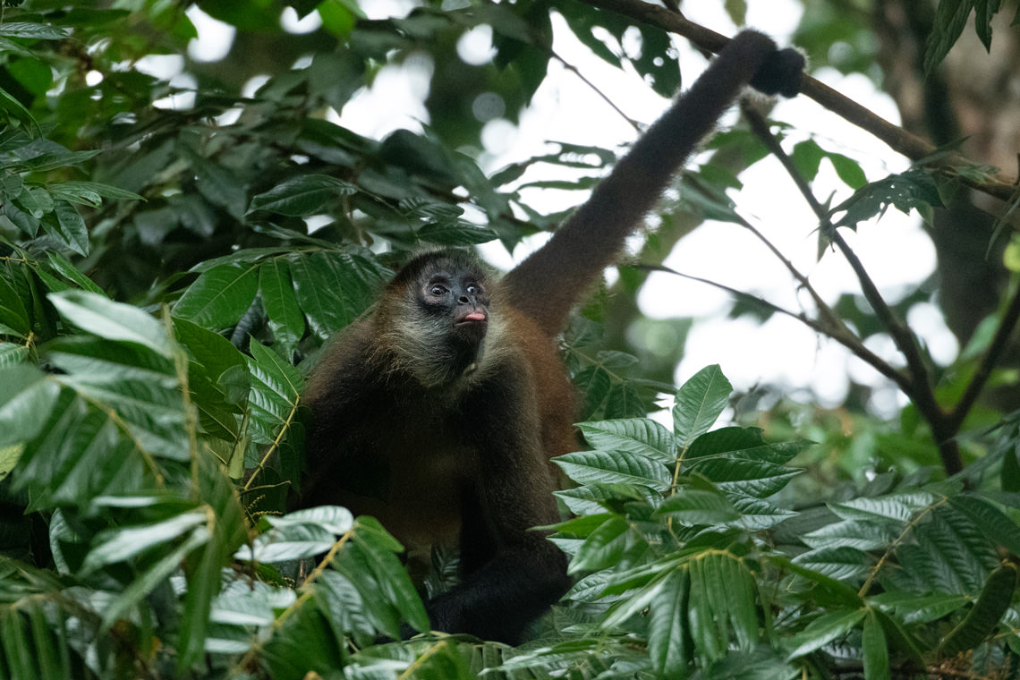 表情豊かなクモザル