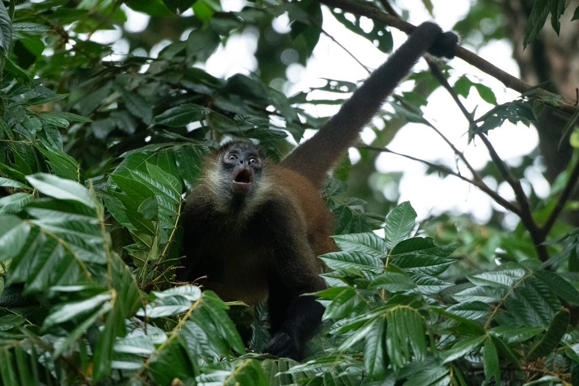 表情豊かなクモザル