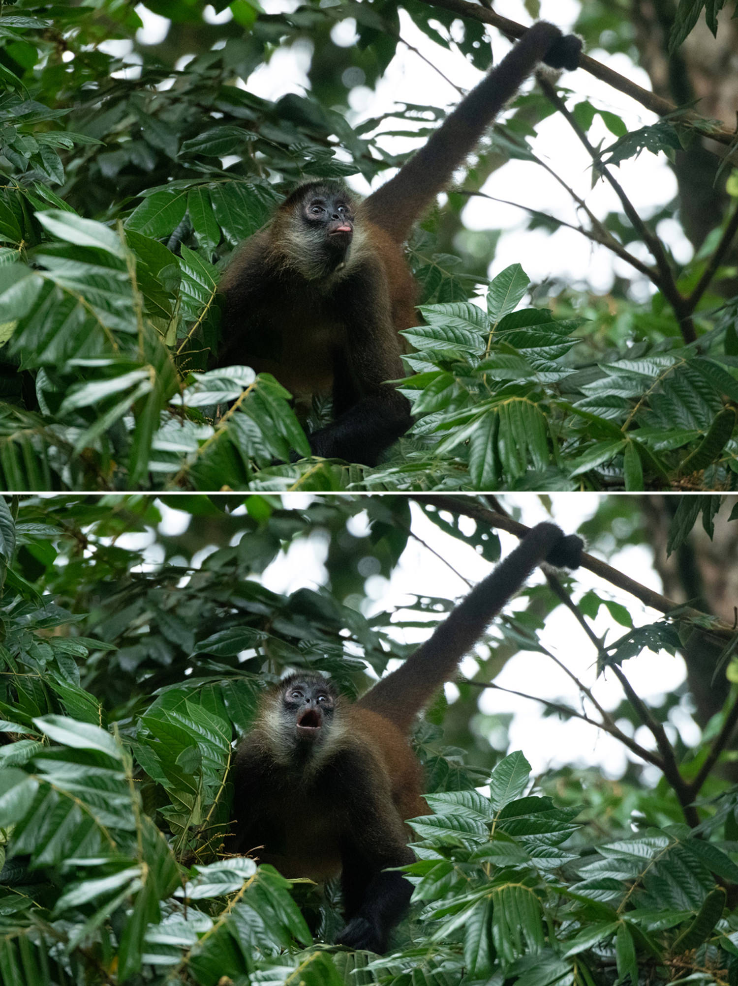 表情豊かなクモザル