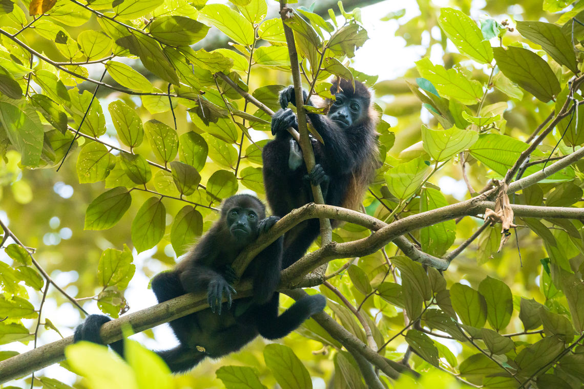 僕を見にやってきたマントホエザル