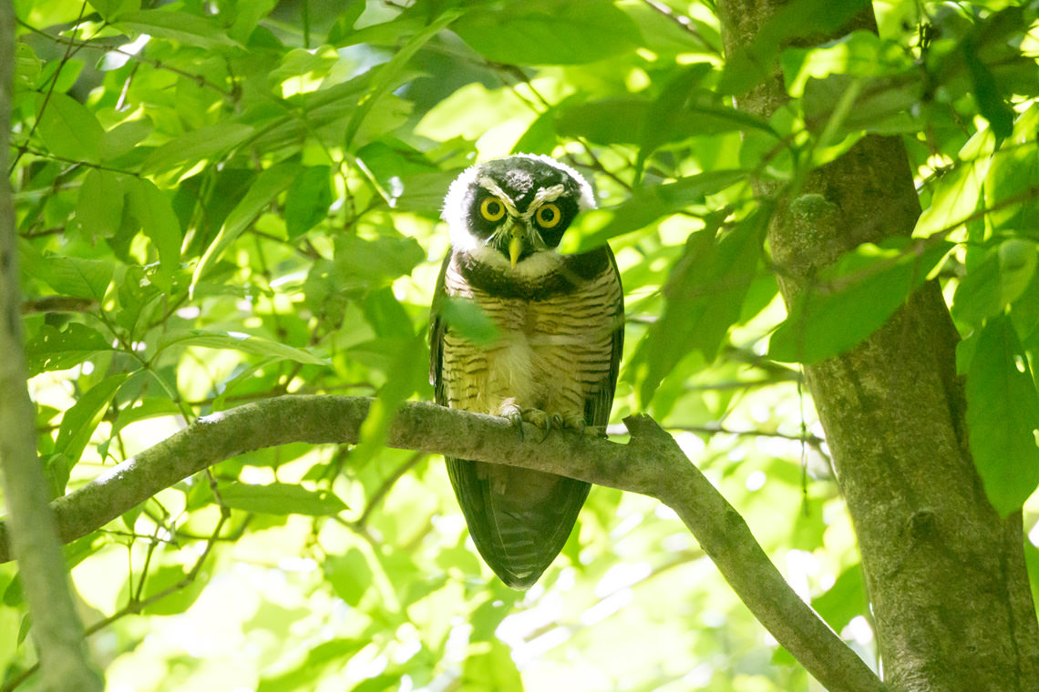 メガネフクロウ