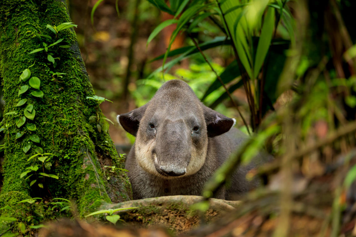 好奇心旺盛のバク