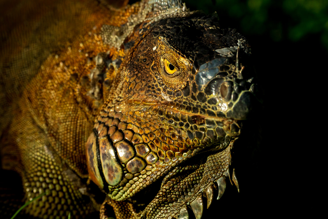 強面のイグアナ