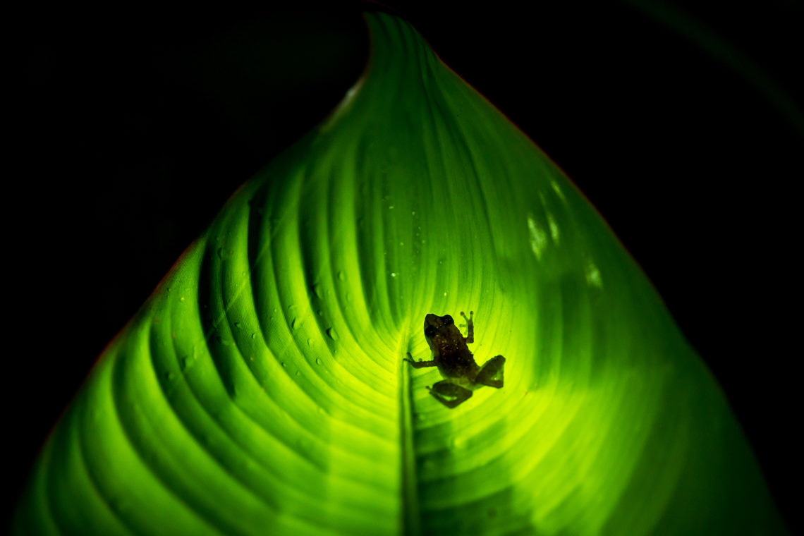 ティンクフロッグ