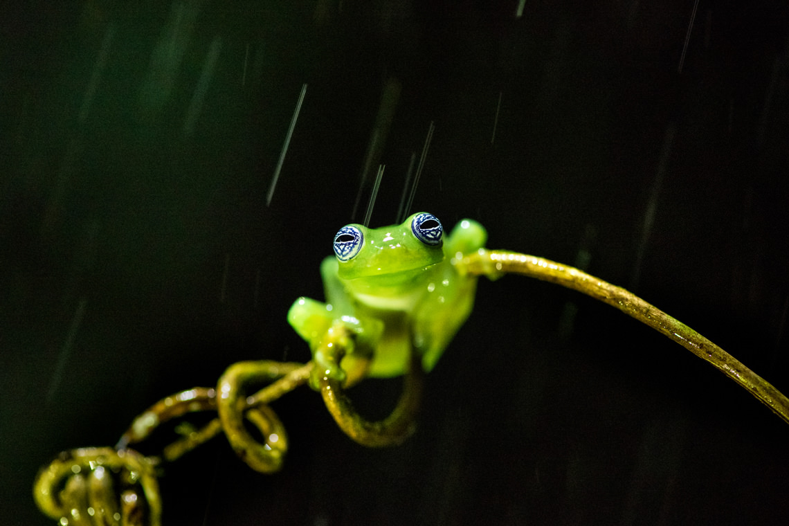 ゴーストグラスフロッグ