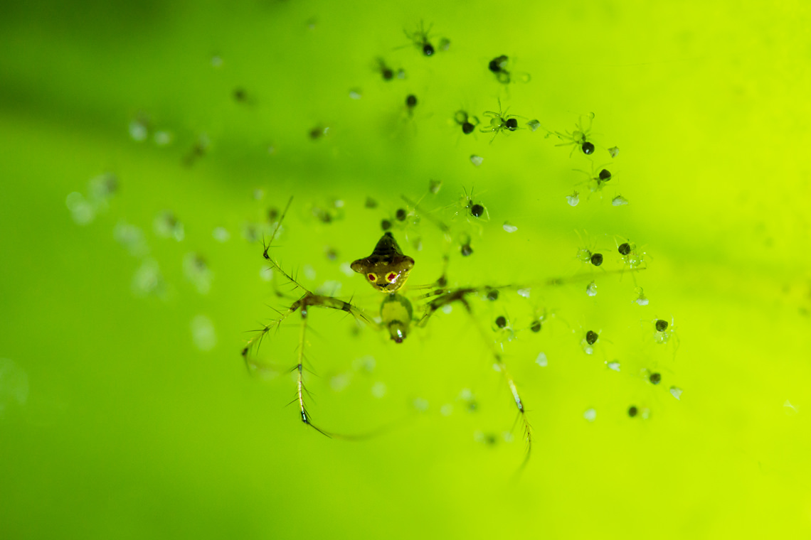 脚の長い生き物