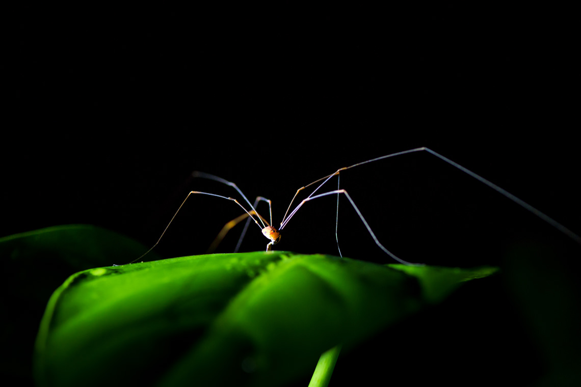 脚の長い生き物