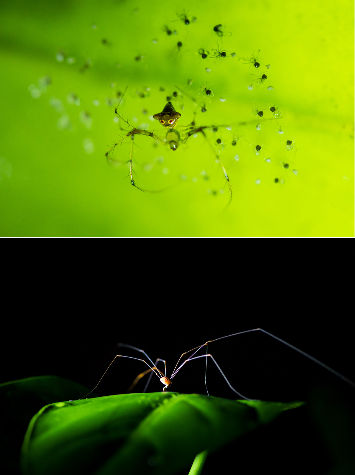 脚の長い生き物