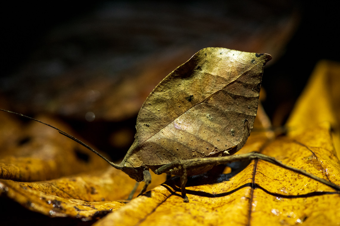 ヒラタツユムシ