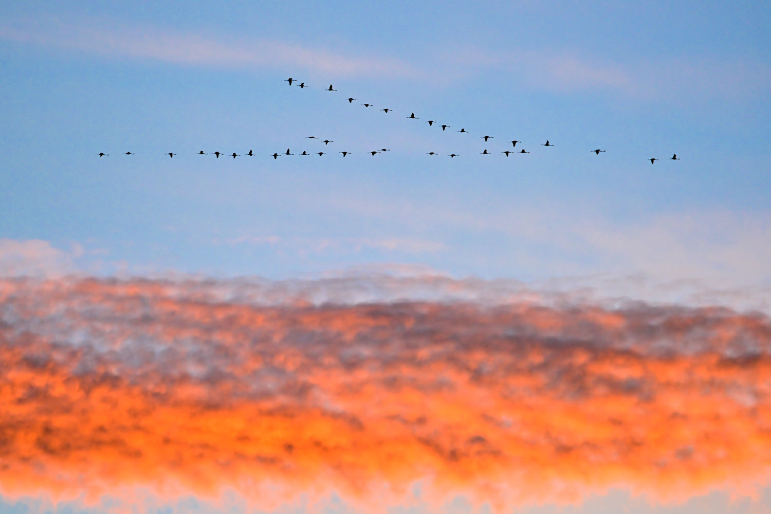 帰途のフラミンゴ