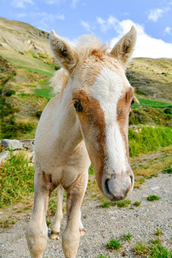 人懐っこいポニー（2枚組）