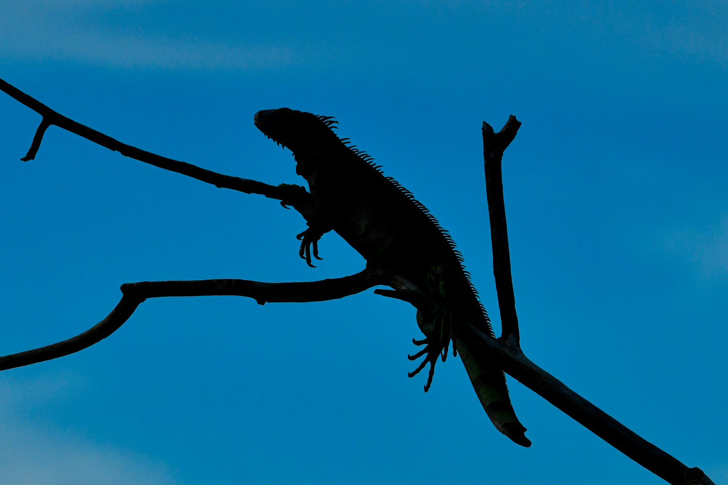 哀愁のイグアナ