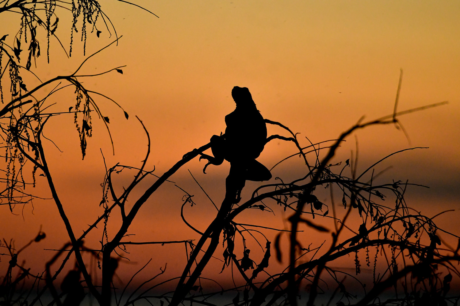 哀愁のイグアナ