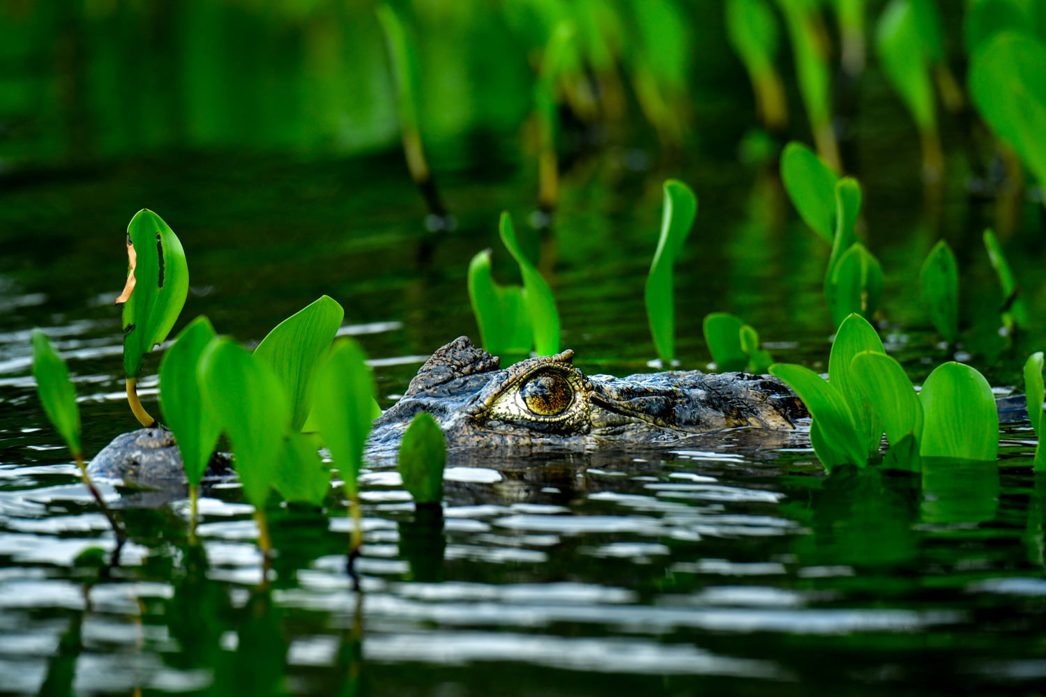 カイマンの視線