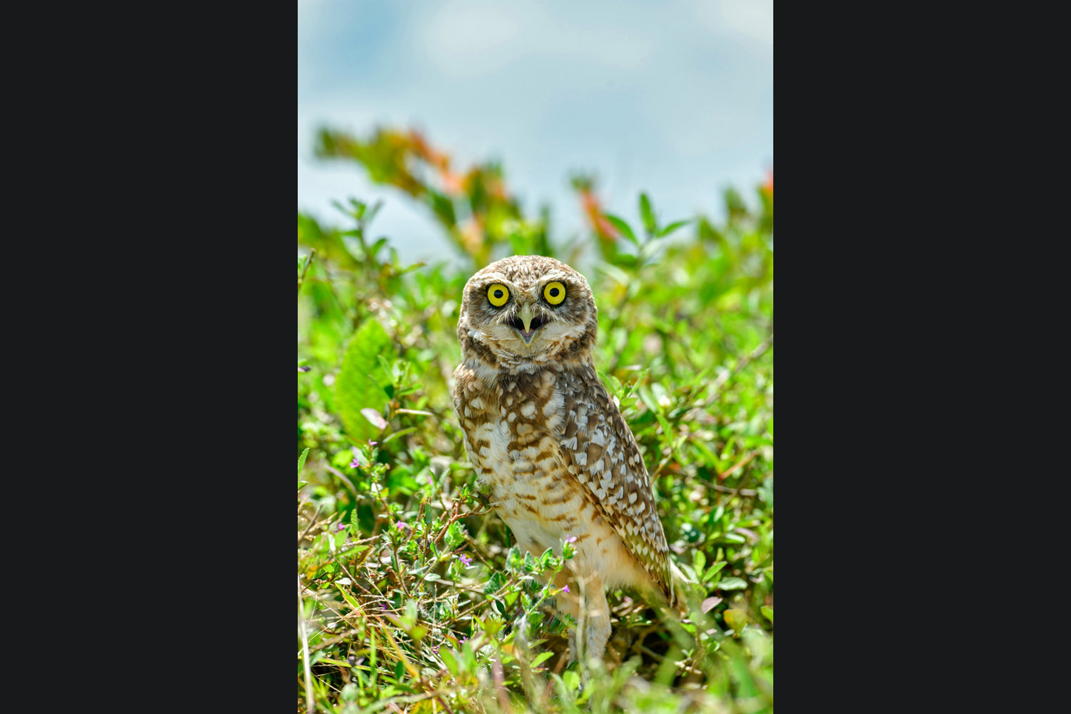 フクロウの熱い視線