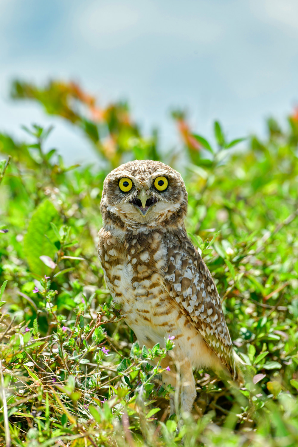 フクロウの熱い視線