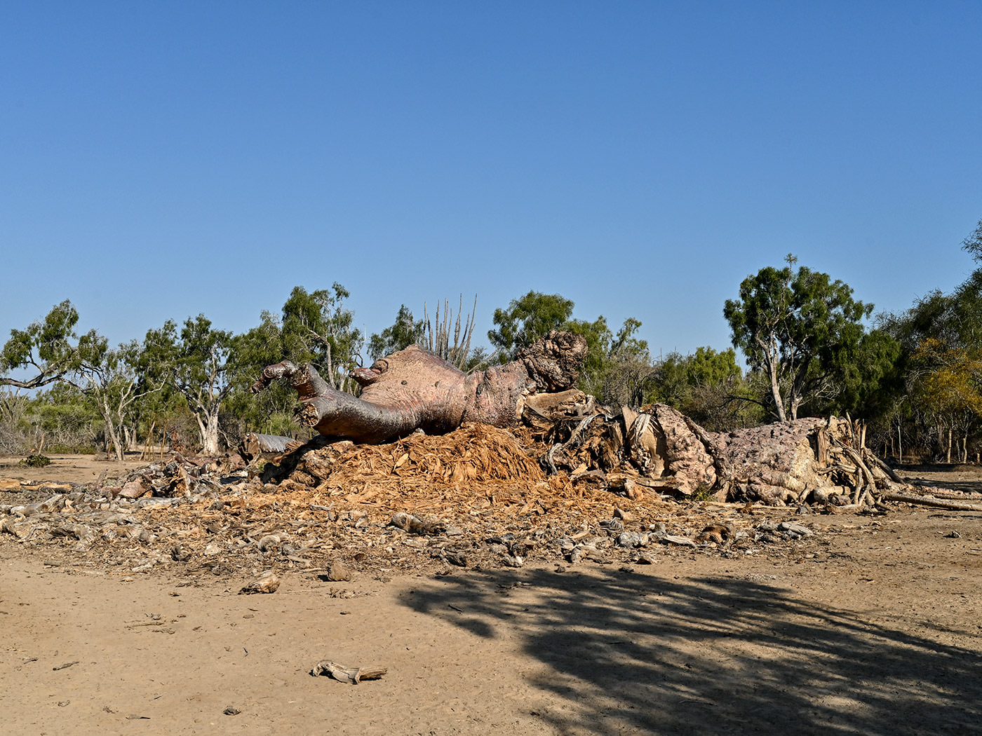 絶命した最大のバオバブ