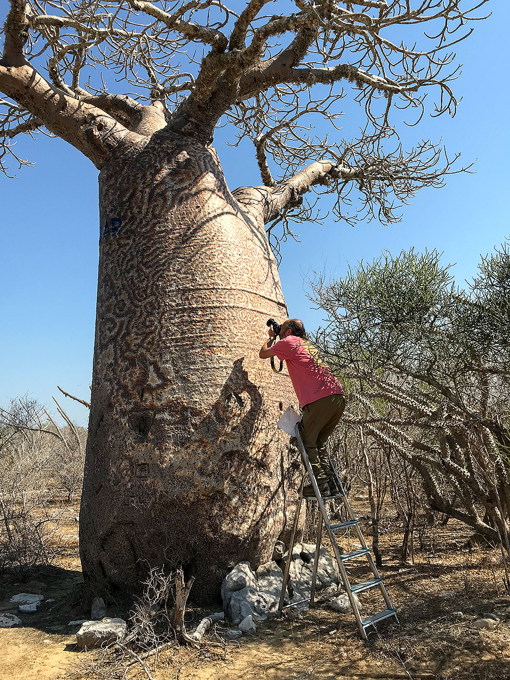 脚立からの撮影