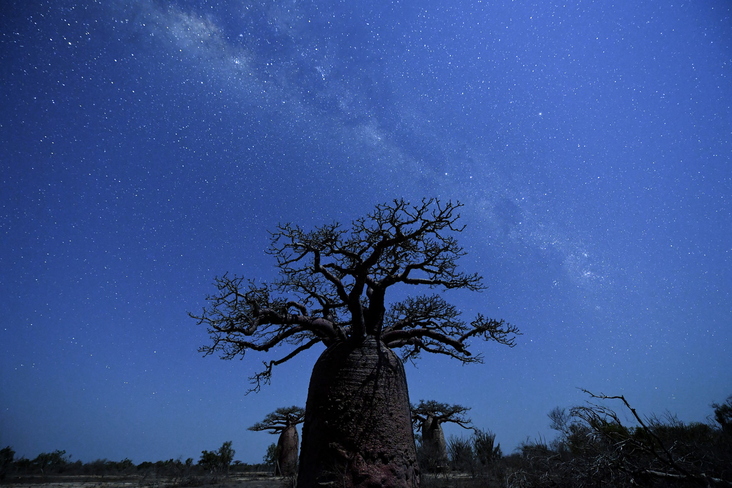 月夜のシルエット