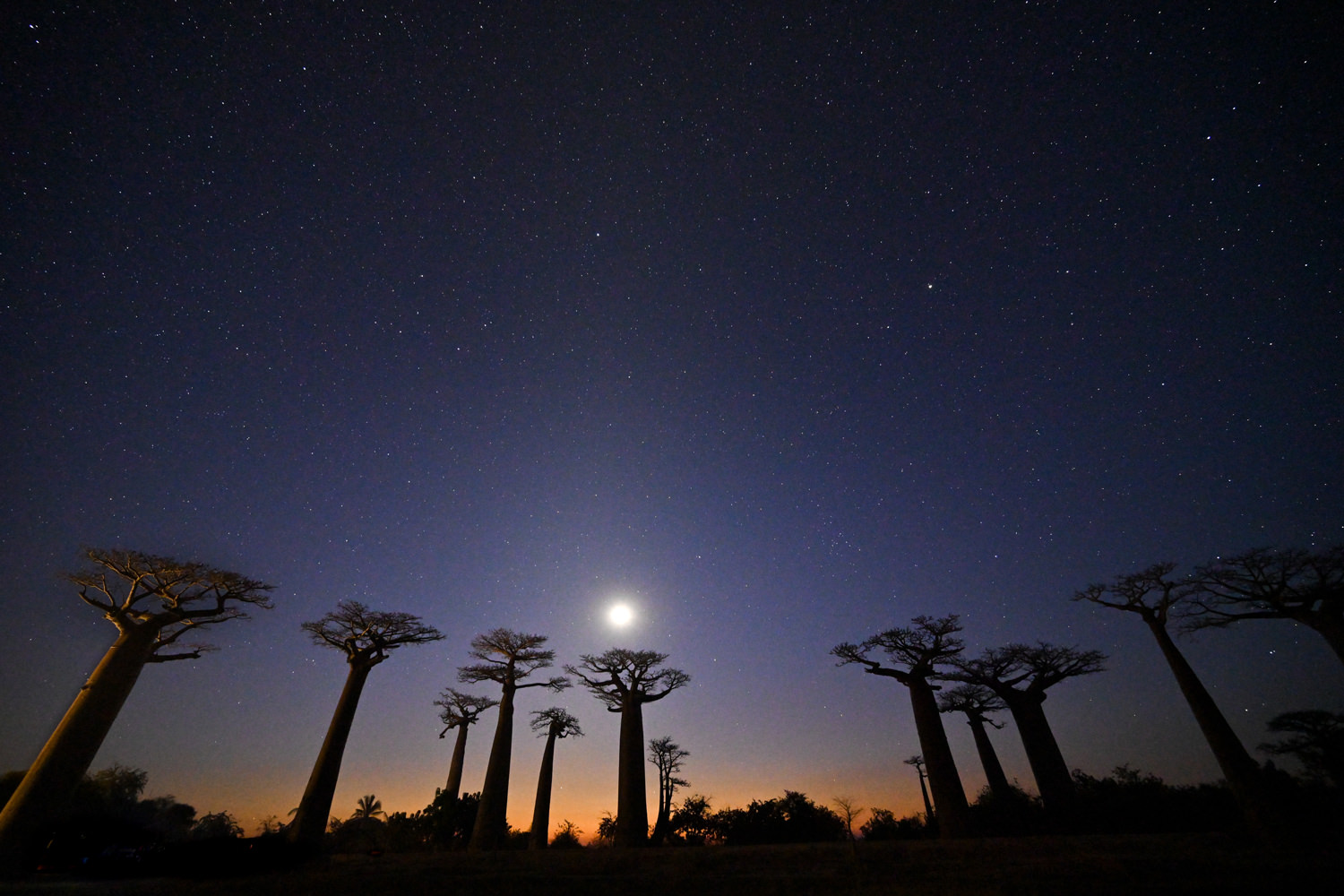 夜のバオバブ並木道