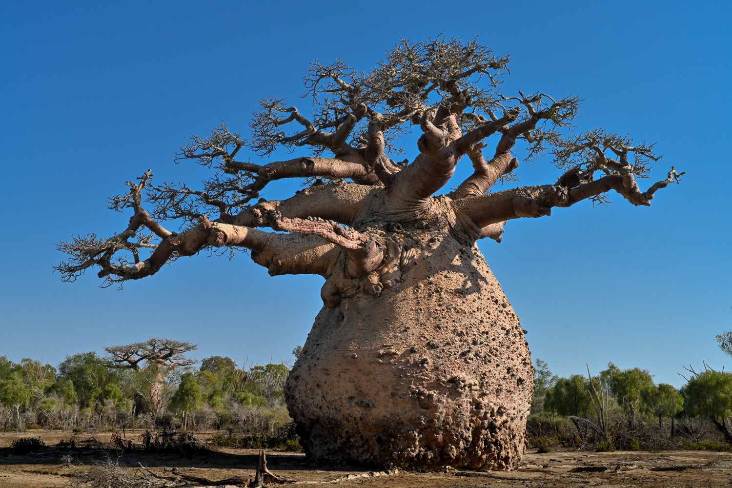 個性溢れるバオバブ