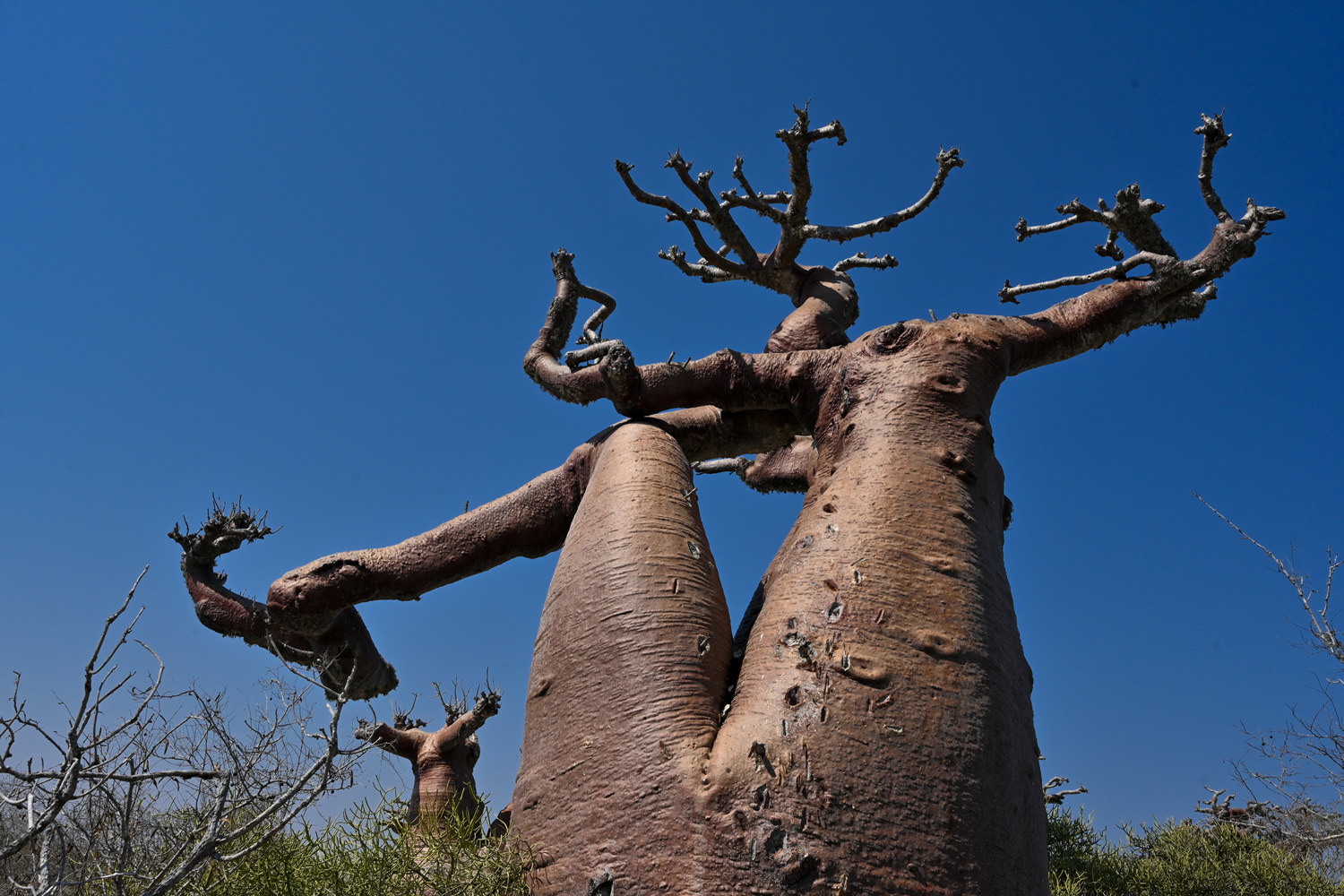個性溢れるバオバブ