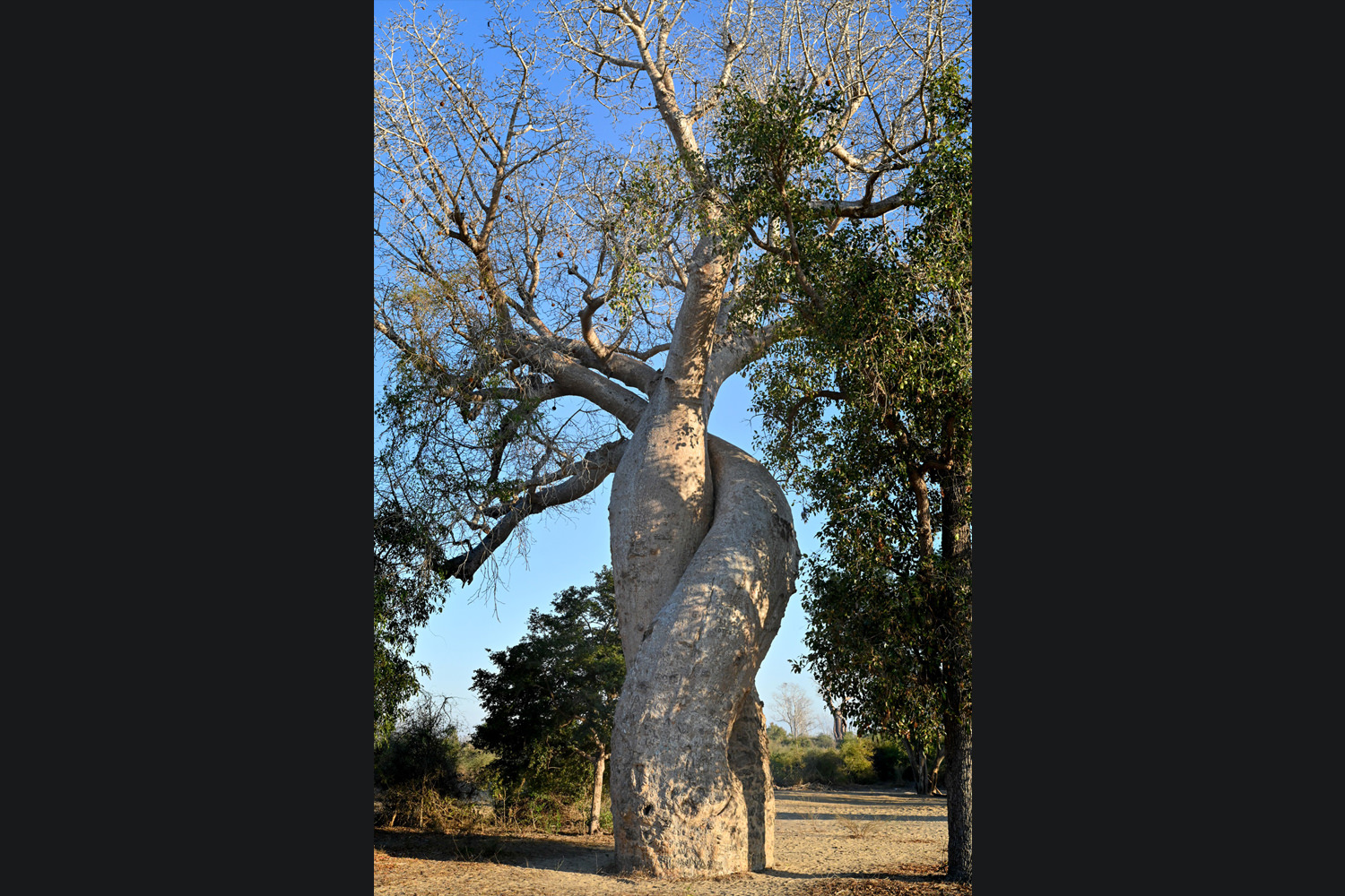 個性溢れるバオバブ