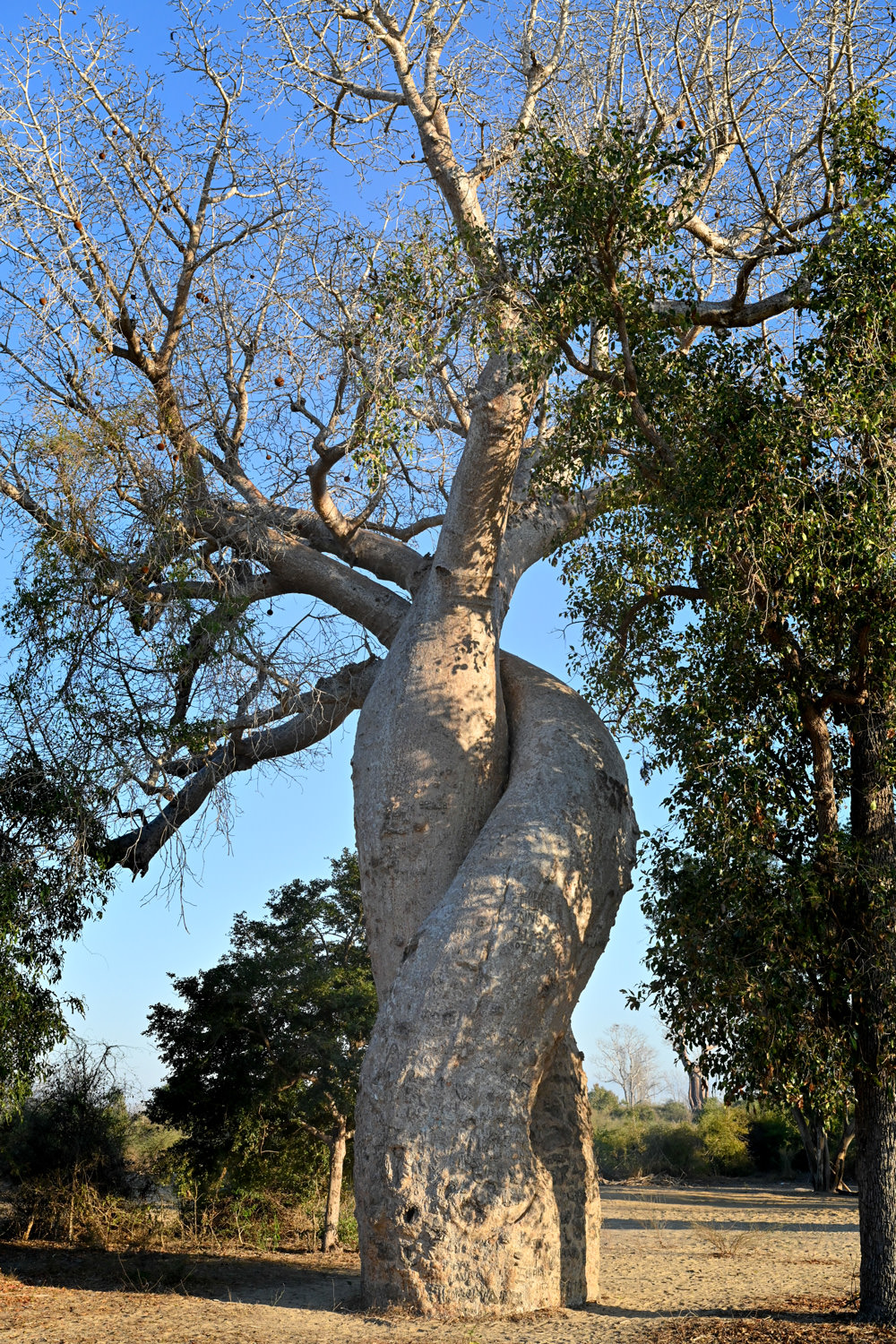 個性溢れるバオバブ