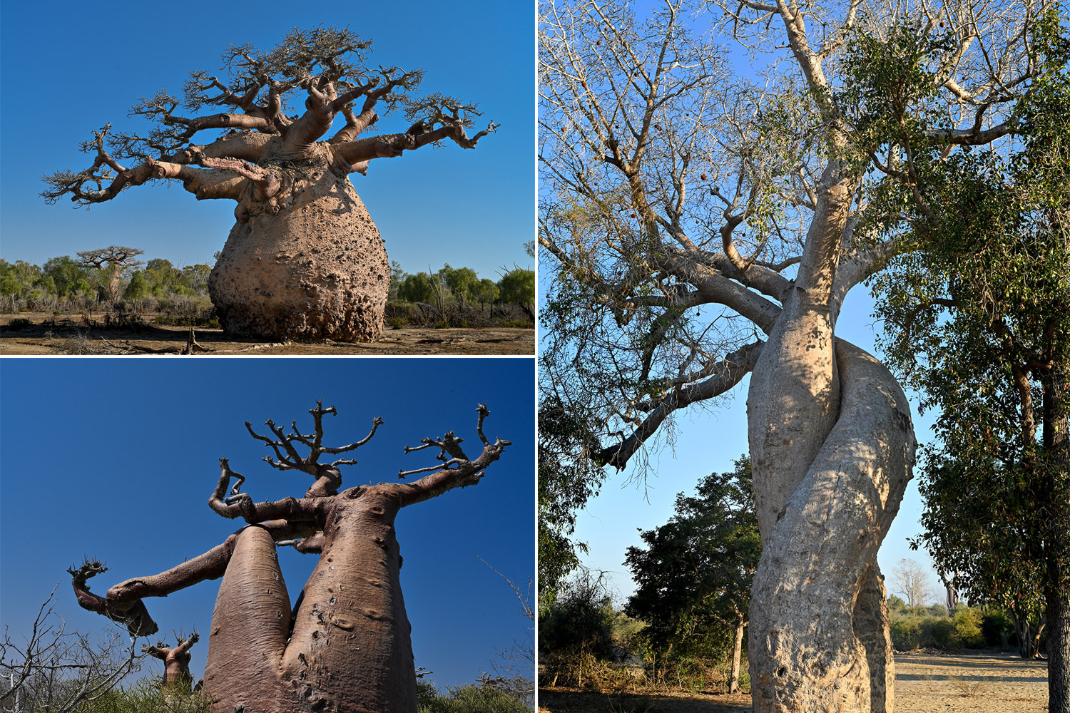 個性溢れるバオバブ
