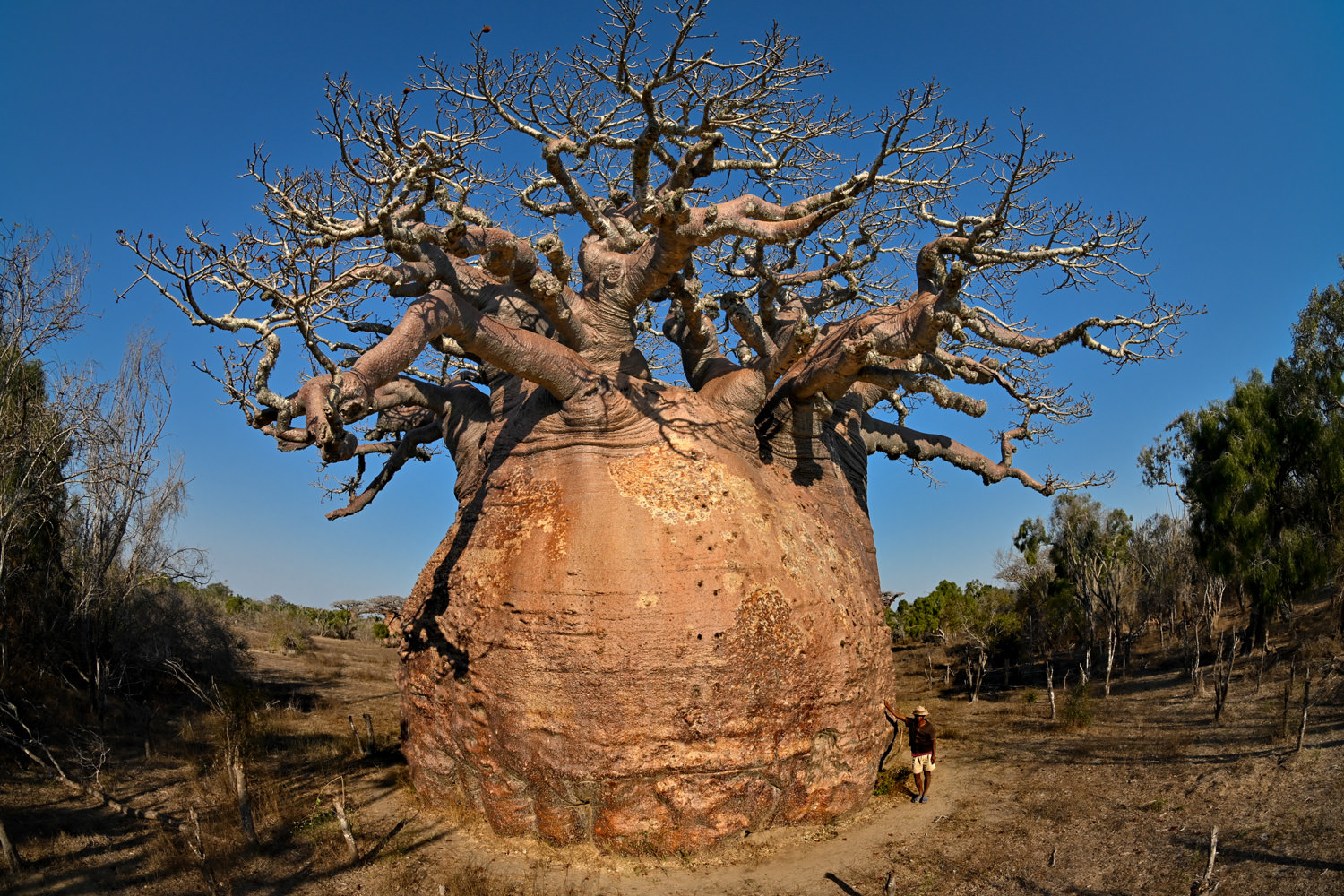マダガスカル最大