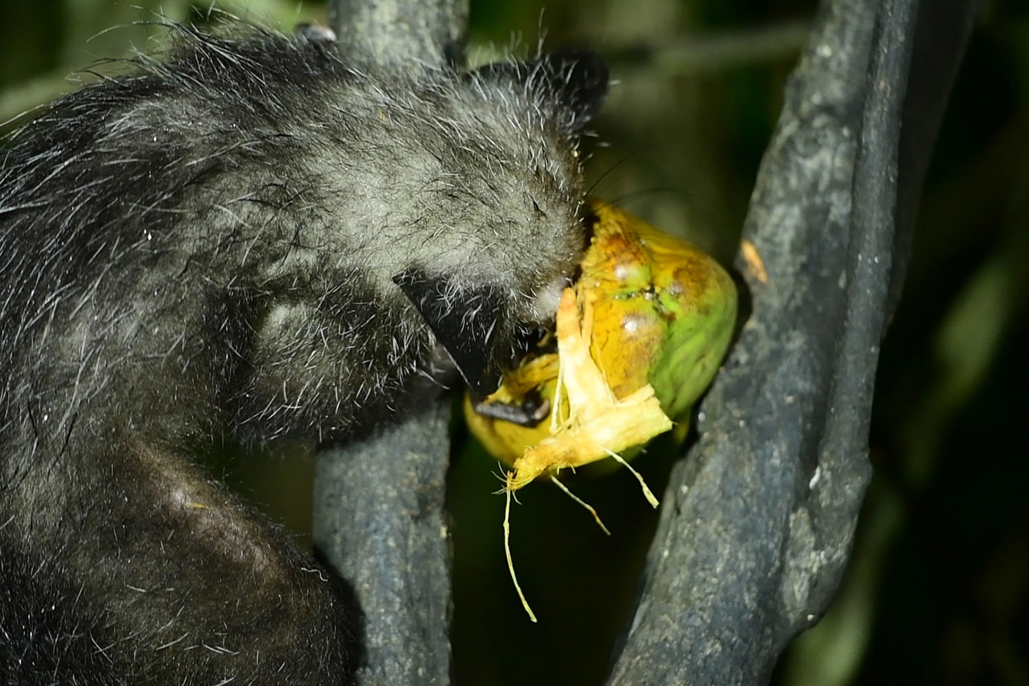 アイアイの食事