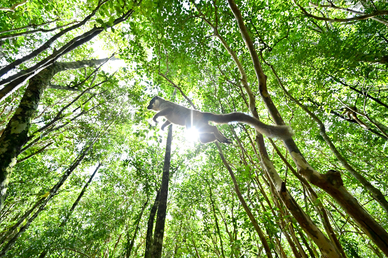 チャイロキツネザルのジャンプ