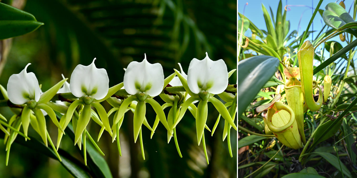 ランの仲間、ウツボカズラ