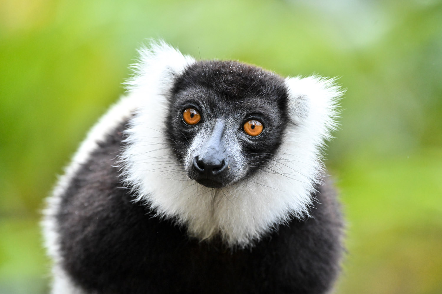 エリマキキツネザル２