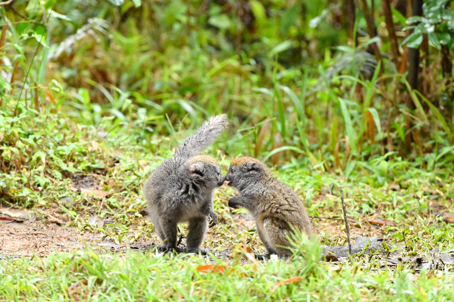 ジェントルキツネザル