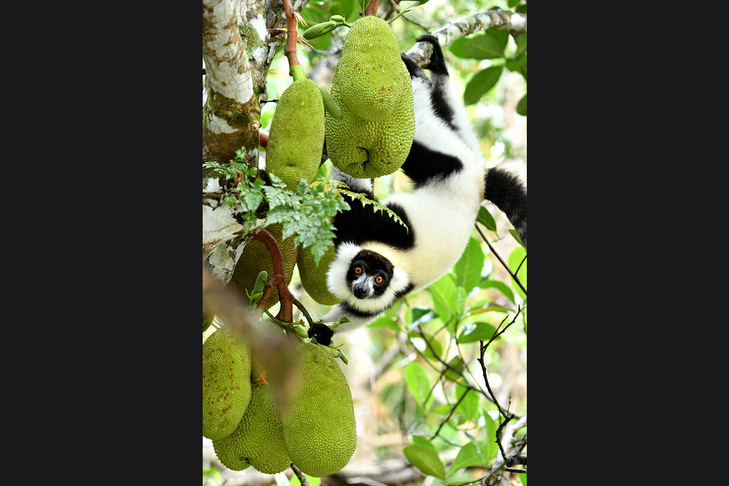 エリマキキツネザル１