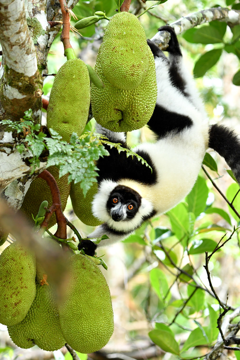 エリマキキツネザル１