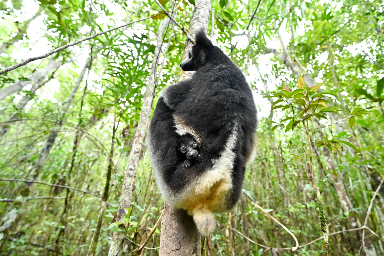 インドリの親子