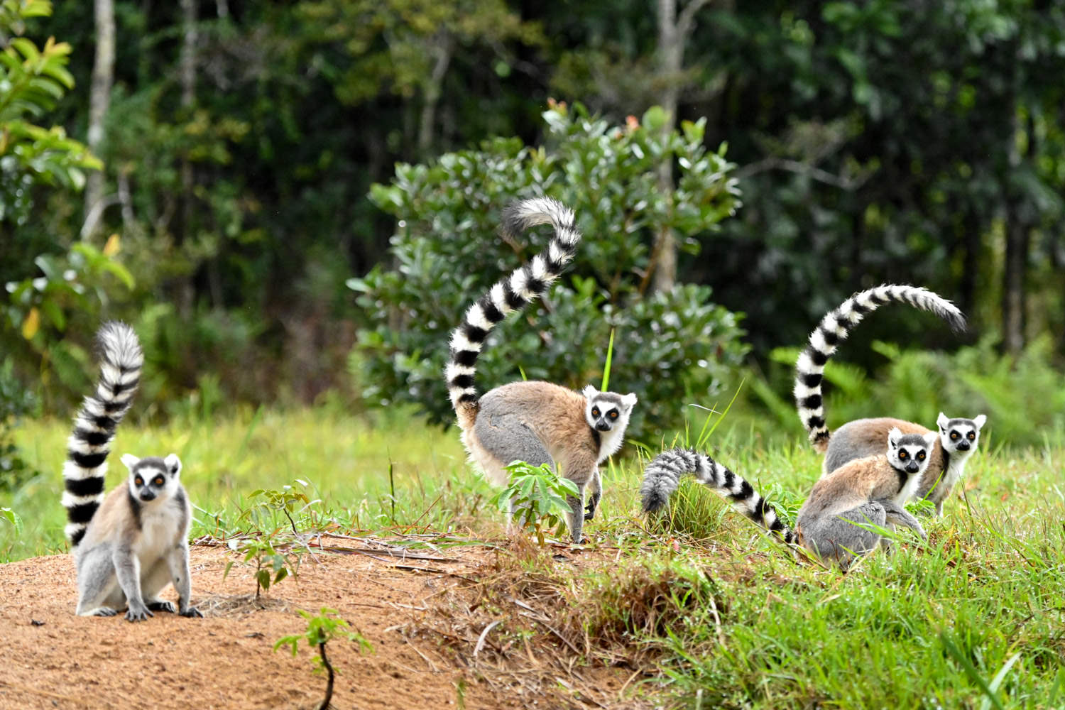ワオキツネザル
