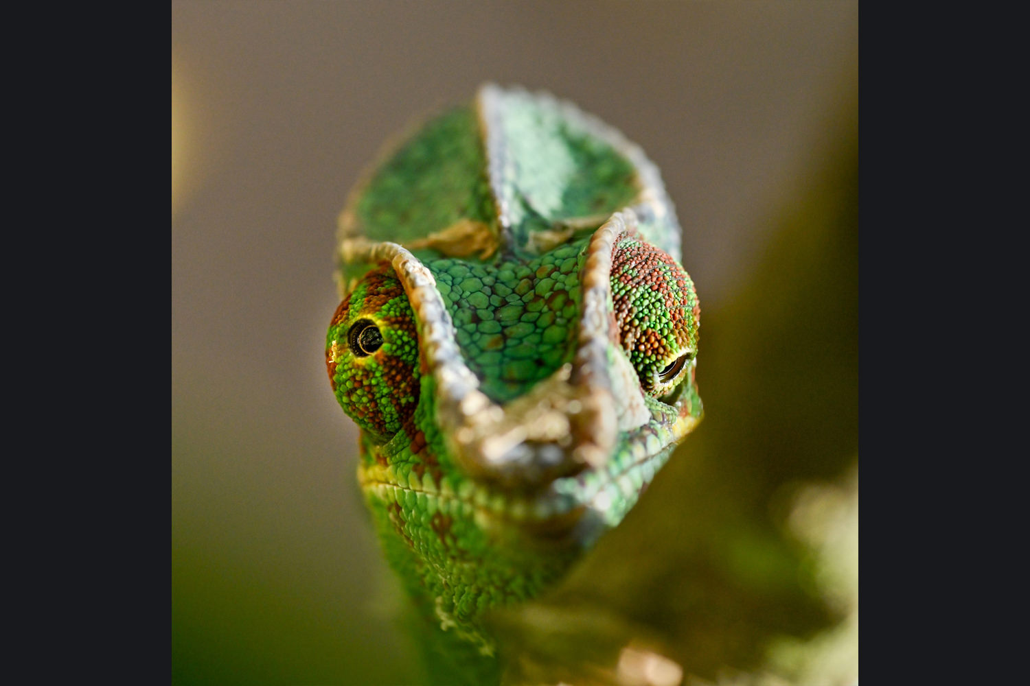 パンサーカメレオン1