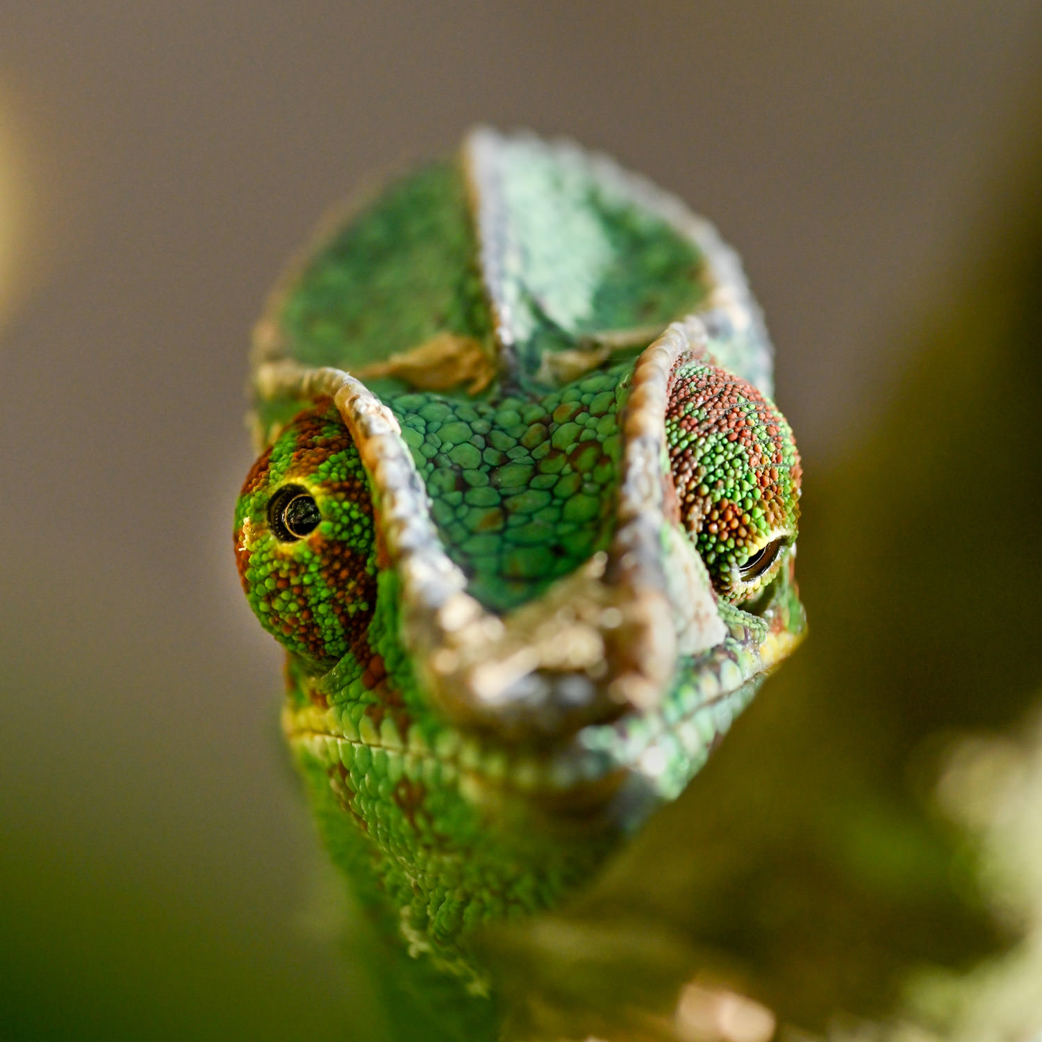 パンサーカメレオン1