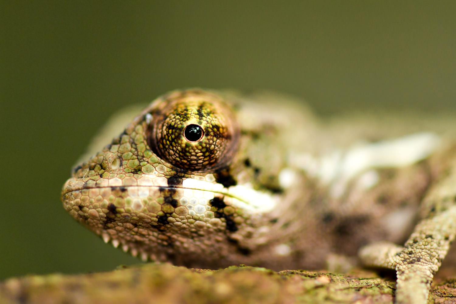 カブトカメレオンの目