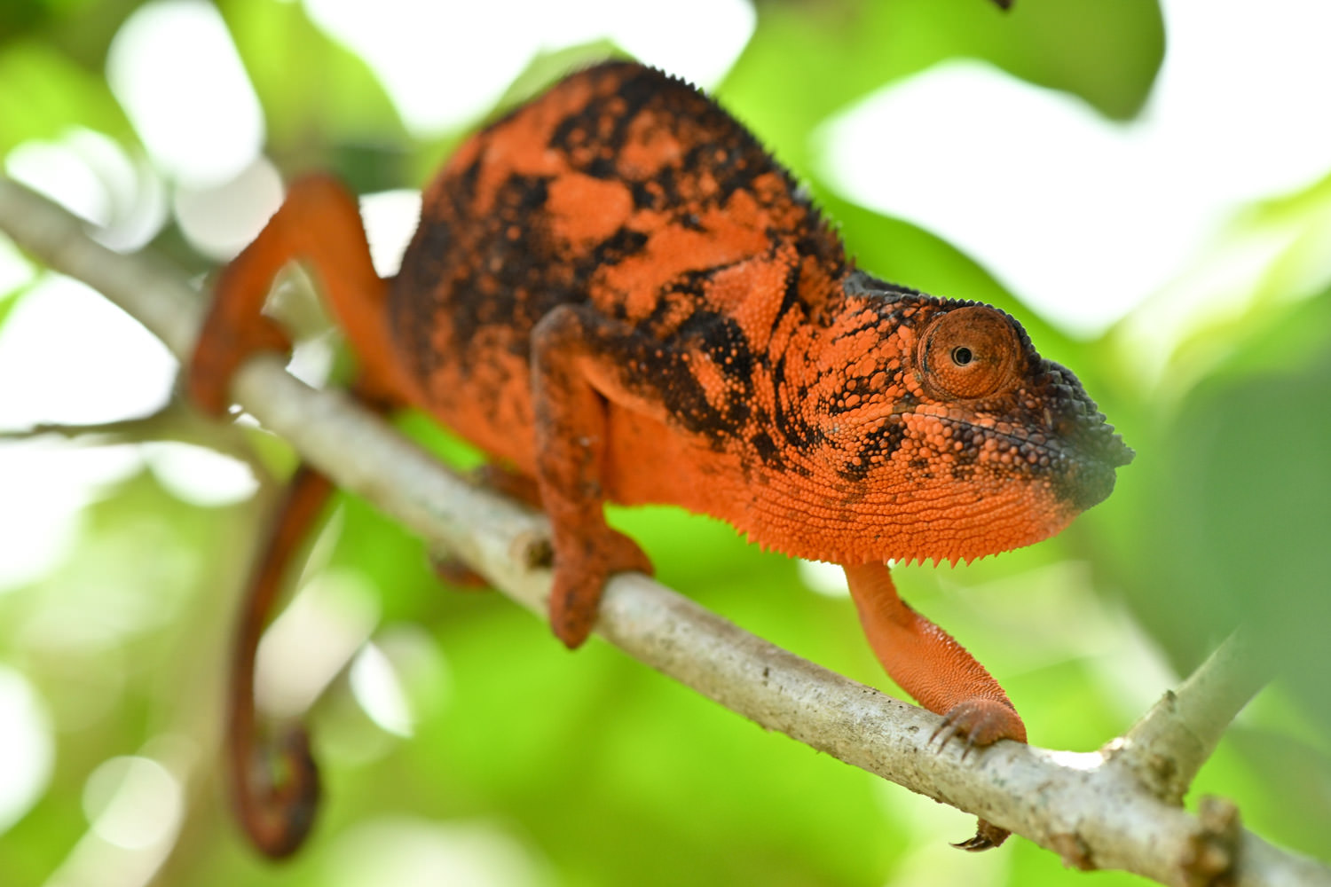 パンサーカメレオン2