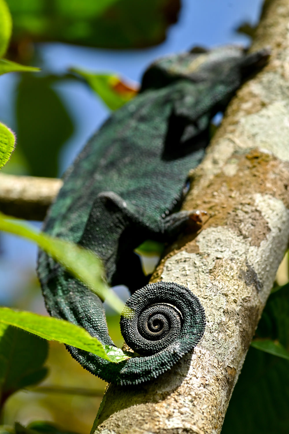 カメレオンの尻尾
