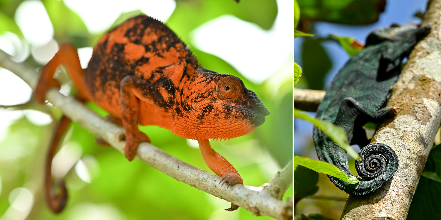 パンサーカメレオン2、カメレオンの尻尾