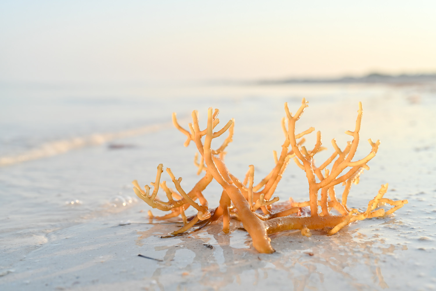 海からの贈り物