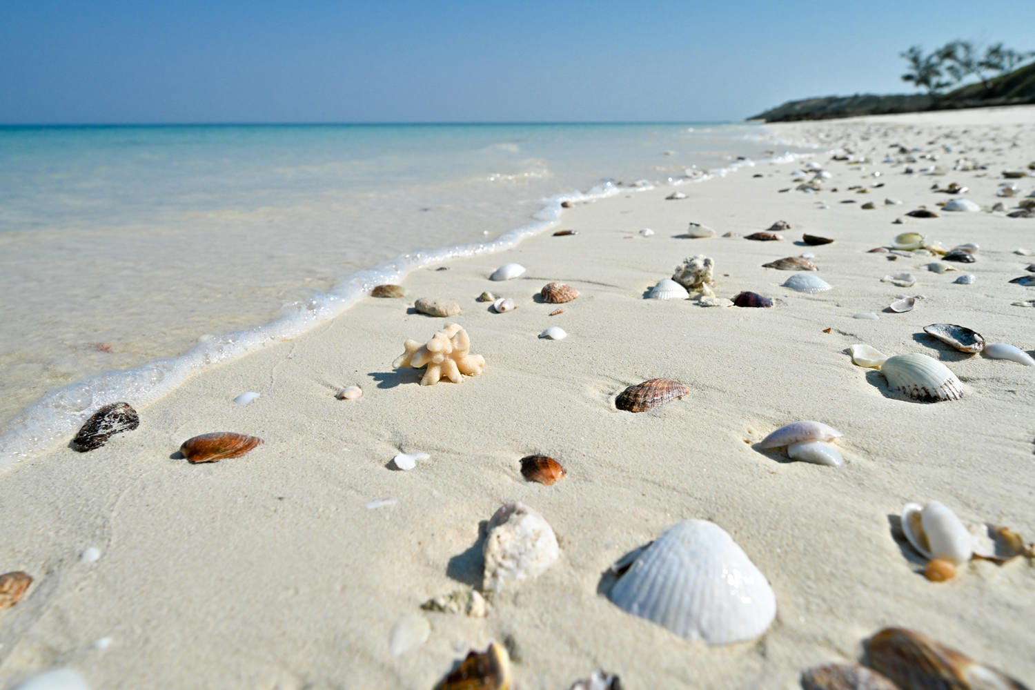 貝殻ビーチ
