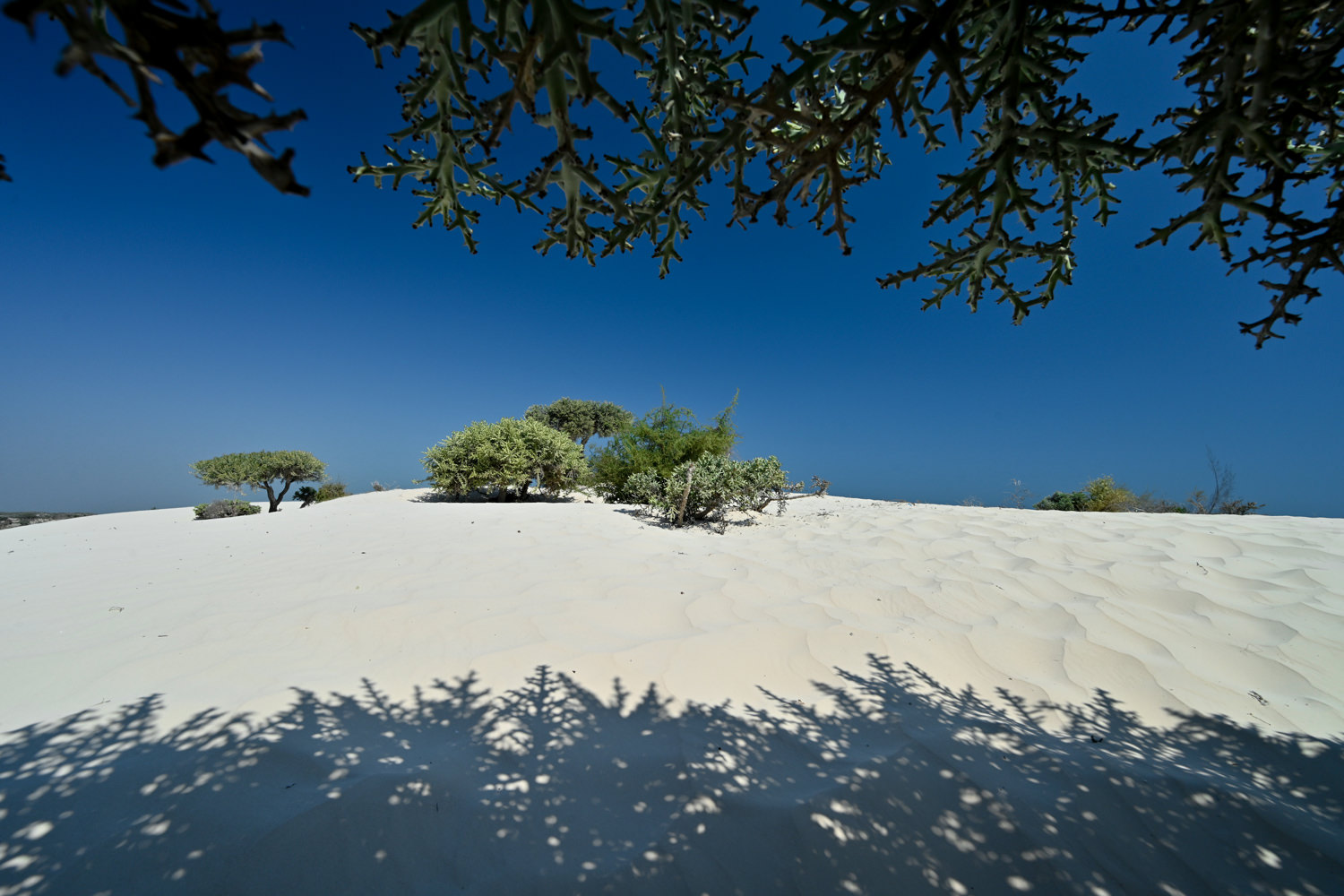 砂丘のコントラスト