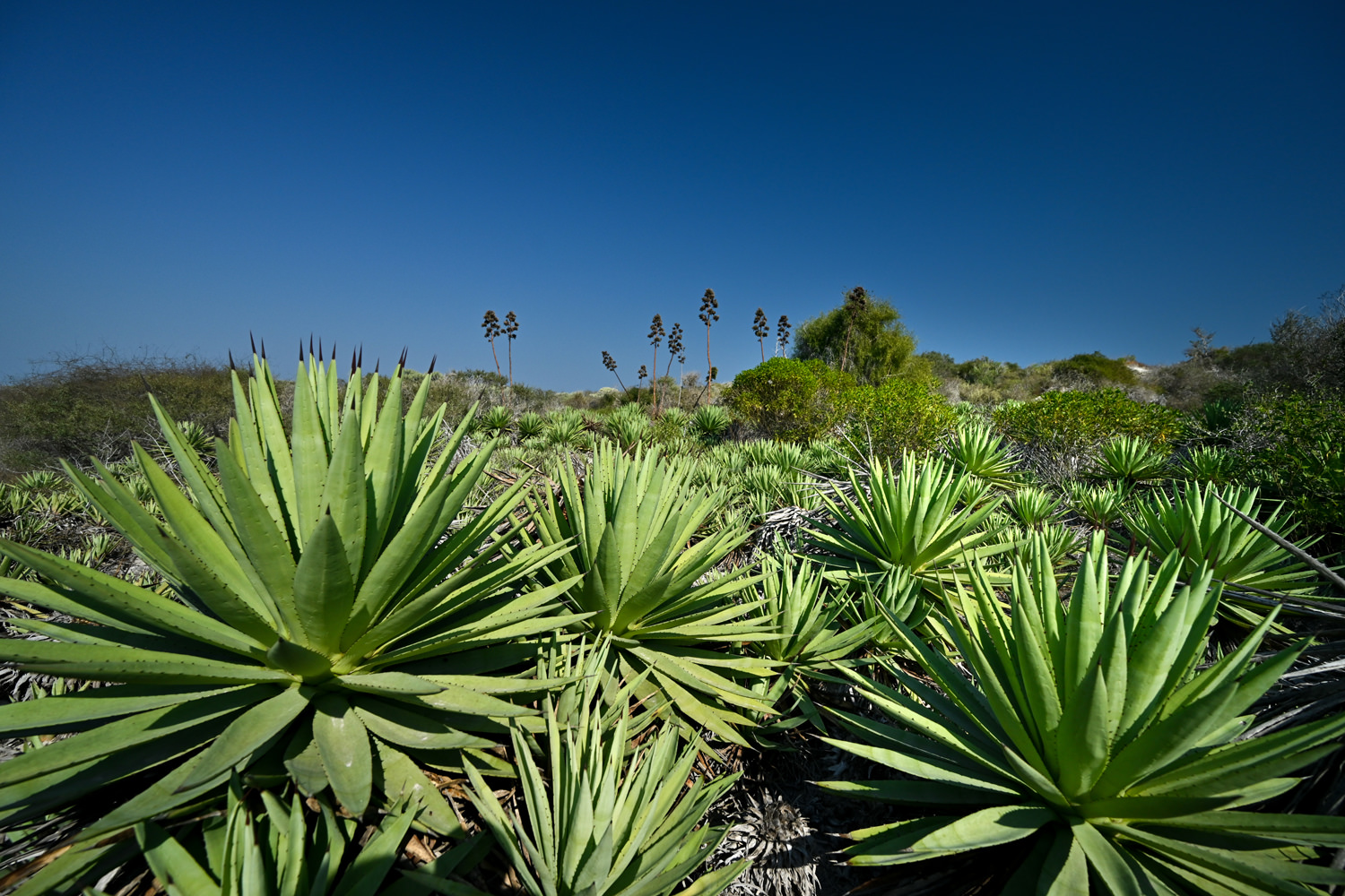 砂丘の植物たち